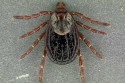 adult dog tick