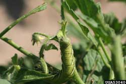 hornworm larvae 