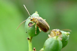 viburnum leaf beetle adult