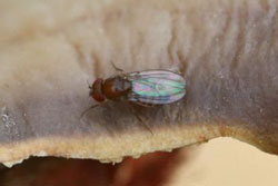 vinegar fly adult