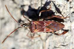 western conifer seed bug