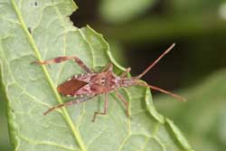 western conifer seed bug