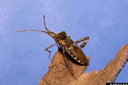 western conifer seed bug adult