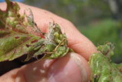 winter moth caterpillars