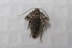 adult female winter moth