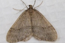 adult male winter moth