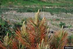 close-up of pine with winter drying damage