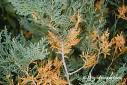 close-up of cedar showing natural fall conifer needle drop