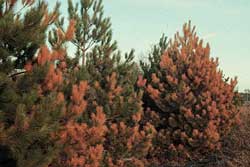 salt damage on pine