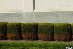 shrubs with salt damage