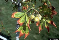 leaves with leaf scorch