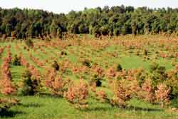 pine trees with winter drying damage