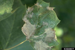 sycamore leaf infected with anthracnose