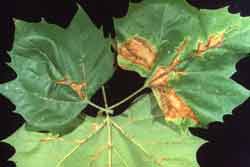 maple leaves with symptoms of anthracnose