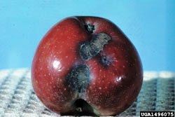 apple with apple scab
