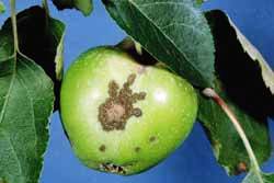 apple showing apple scab
