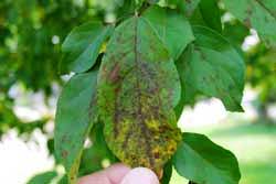 leaf showing apple scab