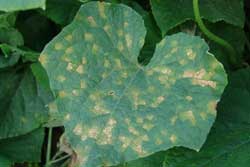 downy mildew on cucumber leaf