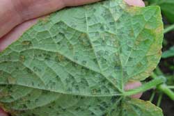 downy mildew on cucumber leaf