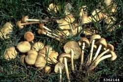 up close of fruiting body of fairy ring