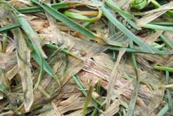 dead grass caused by gray snow mold