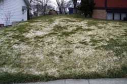 snow mold