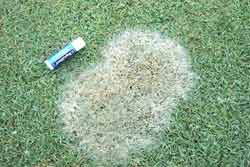 close-up of gray snow mold damage