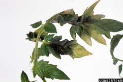 tomato leaves with late blight