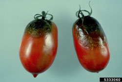 late blight on tomatoes