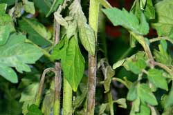 tomato stem with symptoms of late blight