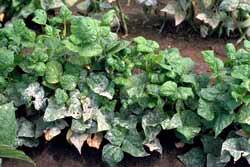 bean plant with powdery mildew