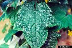 powdery mildew on cucumber plant