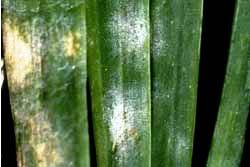 powdery mildew on onion plant