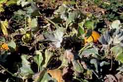 pumpkin vine with symptoms of powdery mildew