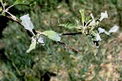 Powdery mildew on apple leaves