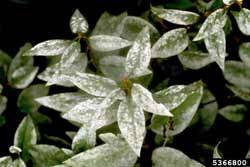 powdery mildew on lilac