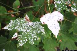 Norway maple leaves with symptoms of powdery mildew