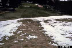 pink snow mold damage