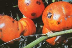 tomatoes with anthracnose