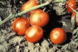 tomatoes with symptoms of anthracnose