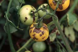 tomato plant with symptoms of bacterial spot