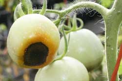 tomato with symptoms of blossom end rot