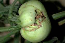 tomato with catfacing