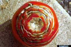 tomato with concentric cracking