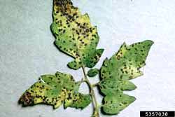 tomatoe leaves with symptoms of tomato leaf spot