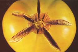 tomato with radial cracking