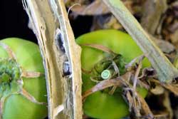 tomato stem with symptoms of white mold (sclerotinia stem rot)