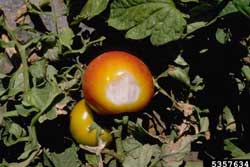 tomato with sympstoms of sunscald