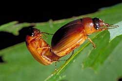 Asiatic garden beetle adults