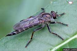 Robber Flies